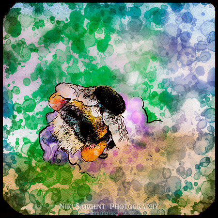 Bumbling on the Lavender