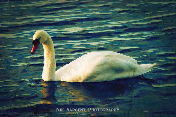 Swan in oil / slight impressionist style