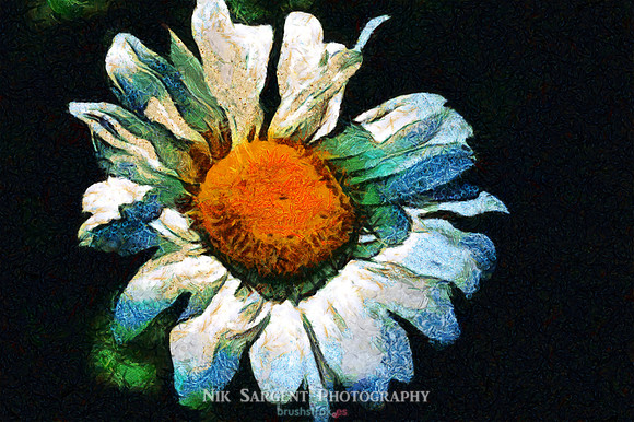 Daisy in the style of Van Gogh