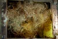 beepol autopsy-3759