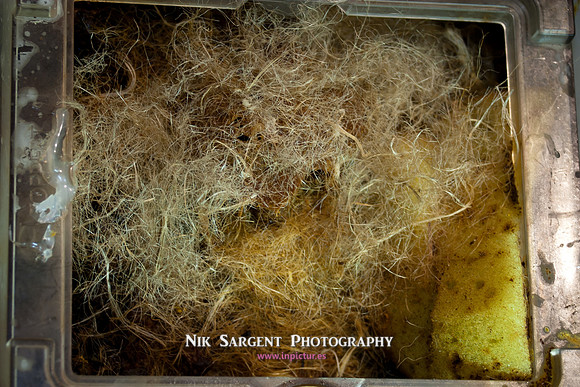 beepol autopsy-3759