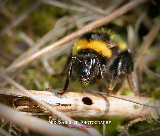 Garden Bumblebee Queen - resting in moss