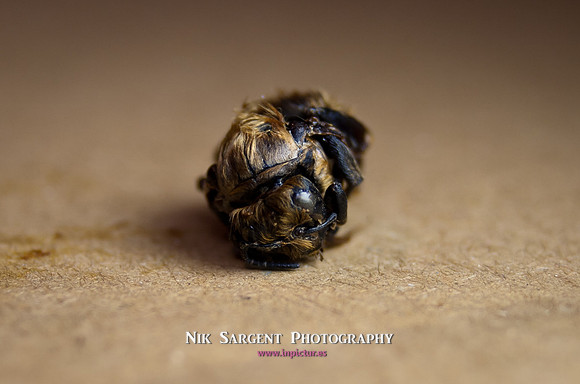 beepol autopsy-3829