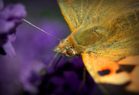 painted lady
