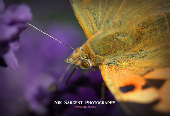 painted lady