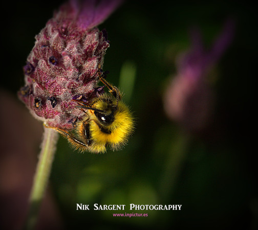 Early Bumblebee - Bombus Pratorum - loving the lavender in the back garden