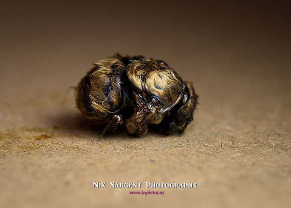 beepol autopsy-3828