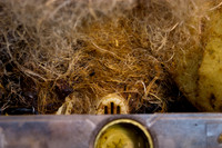 beepol autopsy-3746