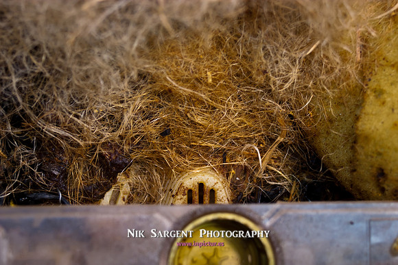 beepol autopsy-3746