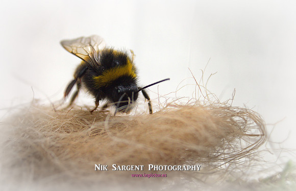 Bufftail bumblebee exploring her new tub