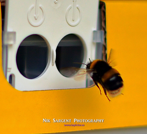 Bufftail with pollen entering nestbox