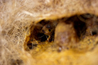 beepol autopsy-3760