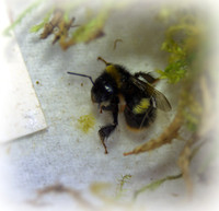Holly - Bufftail - Warning Signs
