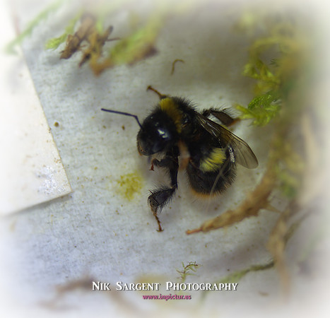 Holly - Bufftail - Warning Signs