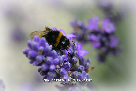 Bufftailed Bumblebee
