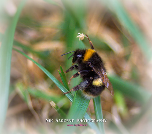 Bufftail Bumblebee - Bombus Terrestris - recovering from the cold and warming up
