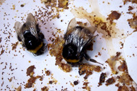 beepol autopsy-3764