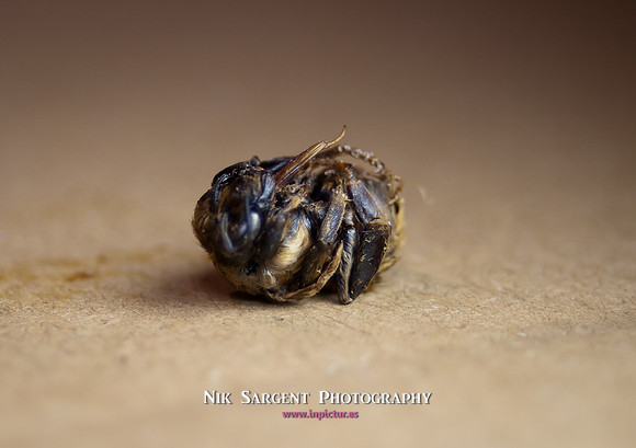 beepol autopsy-3831