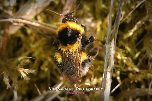 Garden Bumblebee Queen - resting in moss