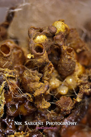 beepol autopsy-3818