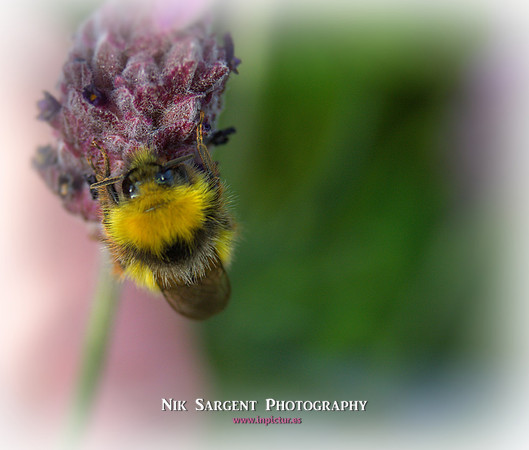 Early Bumblebee - Bombus Pratorum - loving the lavender in the back garden