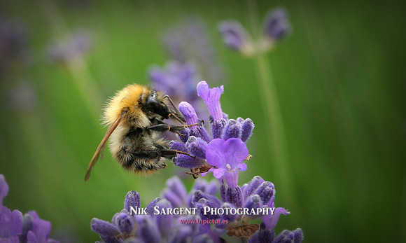 Bufftail Bumblebee collecting pollen on lavender
