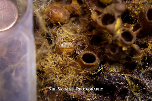beepol autopsy-3798