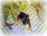 Holly - Bufftail - Warning Signs