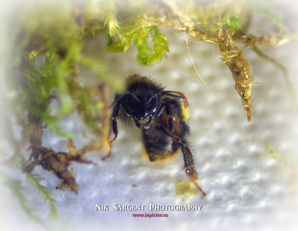 Holly - Bufftail - Warning Signs