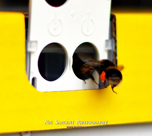 Bufftail with pollen entering nestbox