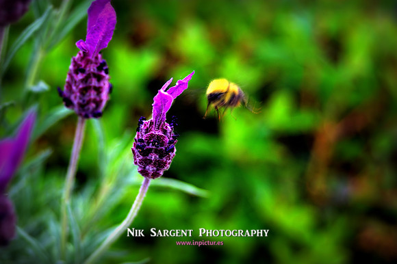 Early Bumblebee - Bombus Pratorum - loving the lavender in the back garden