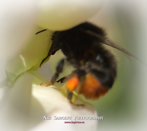 Redtailed Bumblebee on Lupin
