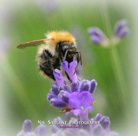 Bufftail Bumblebee collecting pollen on lavender
