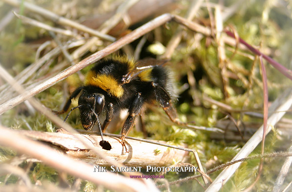 Garden Bumblebee Queen - resting in moss