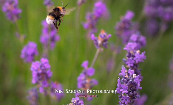 Southern Cuckoo Bumblebee (Bombus Vestalis)