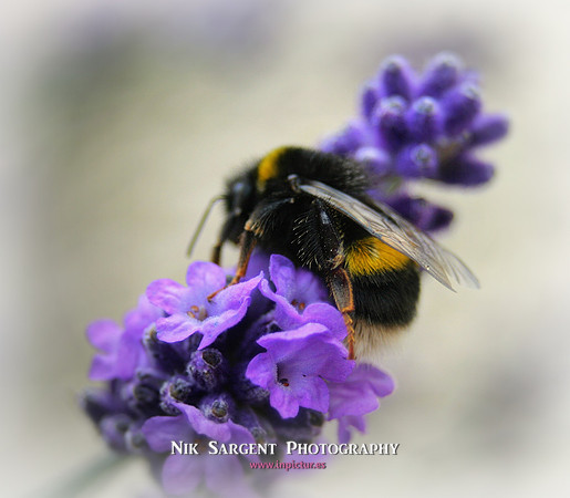 Bufftailed Bumblebee
