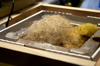 beepol autopsy-3738