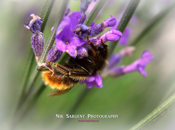 Male Redtailed Bumblebee
