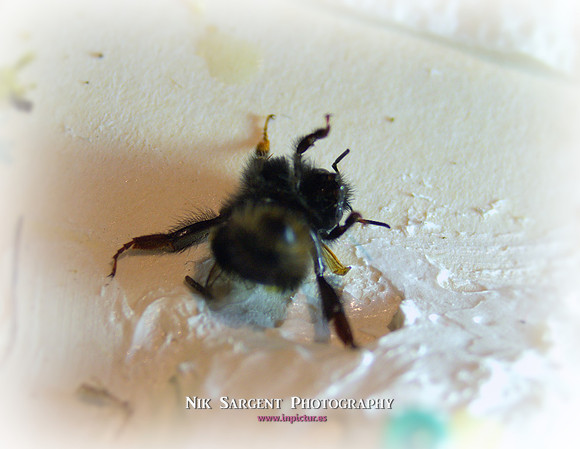 Holly - Bufftail - Warning Signs