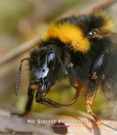 Garden Bumblebee Queen - resting in moss