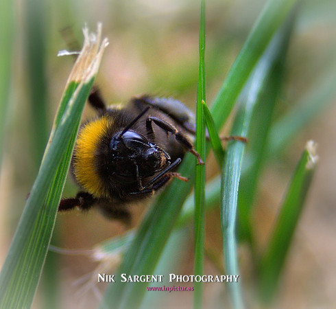 Bufftail Bumblebee - Bombus Terrestris - recovering from the cold and warming up