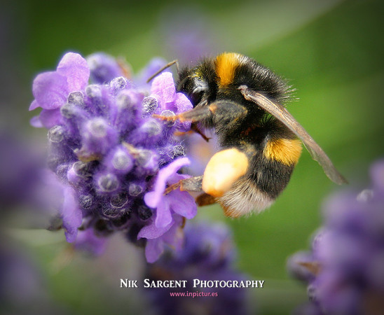 Bufftail Bumblebee collecting pollen on lavender
