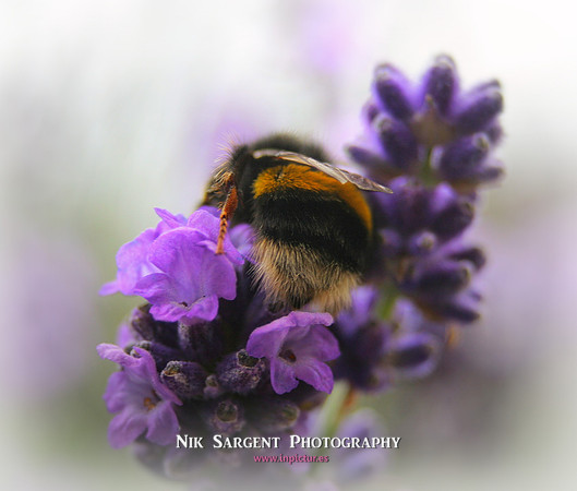 Bufftailed Bumblebee