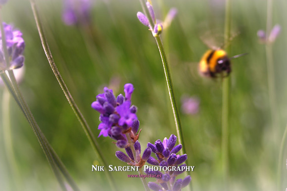 bufftail bumblebee coming in to land on lavender