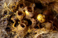 beepol autopsy-3770