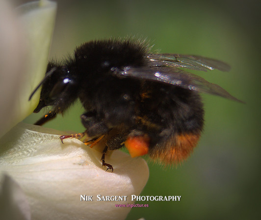 Redtailed Bumblebee on Lupin