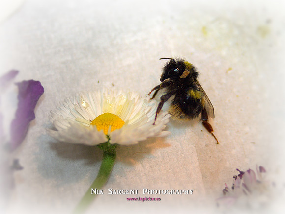 Holly our small disabled bee protecting her flower/honey water