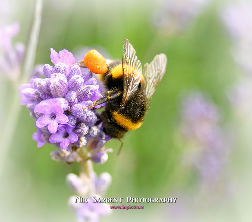Bufftail Bumblebee collecting pollen on lavender