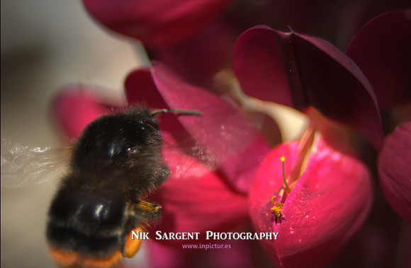 Redtailed Bumblebee on Lupin