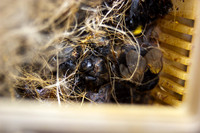 beepol autopsy-3751
